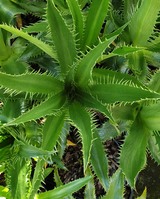 Eryngium agavifolium 